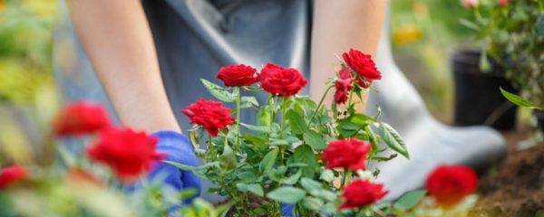 cultiver des roses